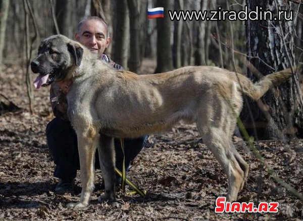 Moskvada yaşayan itbaz azərbaycanlı ekstrasens – Zirəddin Rzayev kimdir? Moskvada yaşayan itbaz azərbaycanlı ekstrasens – Zirəddin Rzayev kimdir?