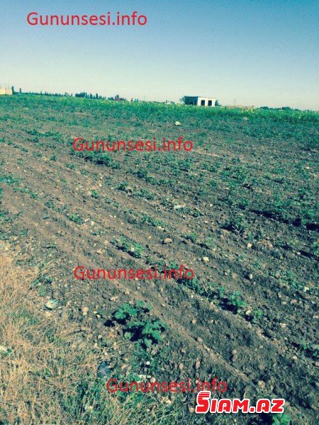 Goranboy icra başçısından Prezidentə daha bir xəyanət: PAMBIQ SAHƏLƏRİ BELƏ MƏHV EDİLDİ Goranboy icra başçısından Prezidentə daha bir xəyanət: PAMBIQ SAHƏLƏRİ BELƏ MƏHV EDİLDİ