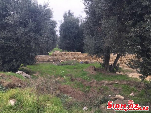 İcra başçısı ilə prokuror əlbəyaxa oldu? - Zeytun bağı məhv edilir (FOTO) İcra başçısı ilə prokuror əlbəyaxa oldu? - Zeytun bağı məhv edilir (FOTO)